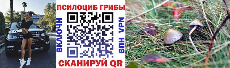 Псилоцибиновые грибы MAGIC MUSHROOMS  где купить   Кашира 